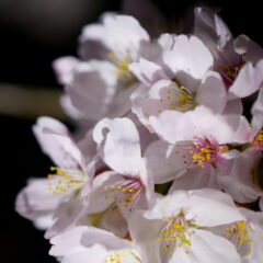 さくらまんかい♪