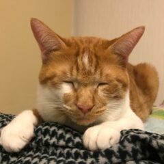 ネコも人間も香りに敏感