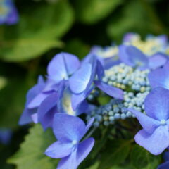 陶板浴のあじさい