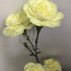 いきいきカーネーション