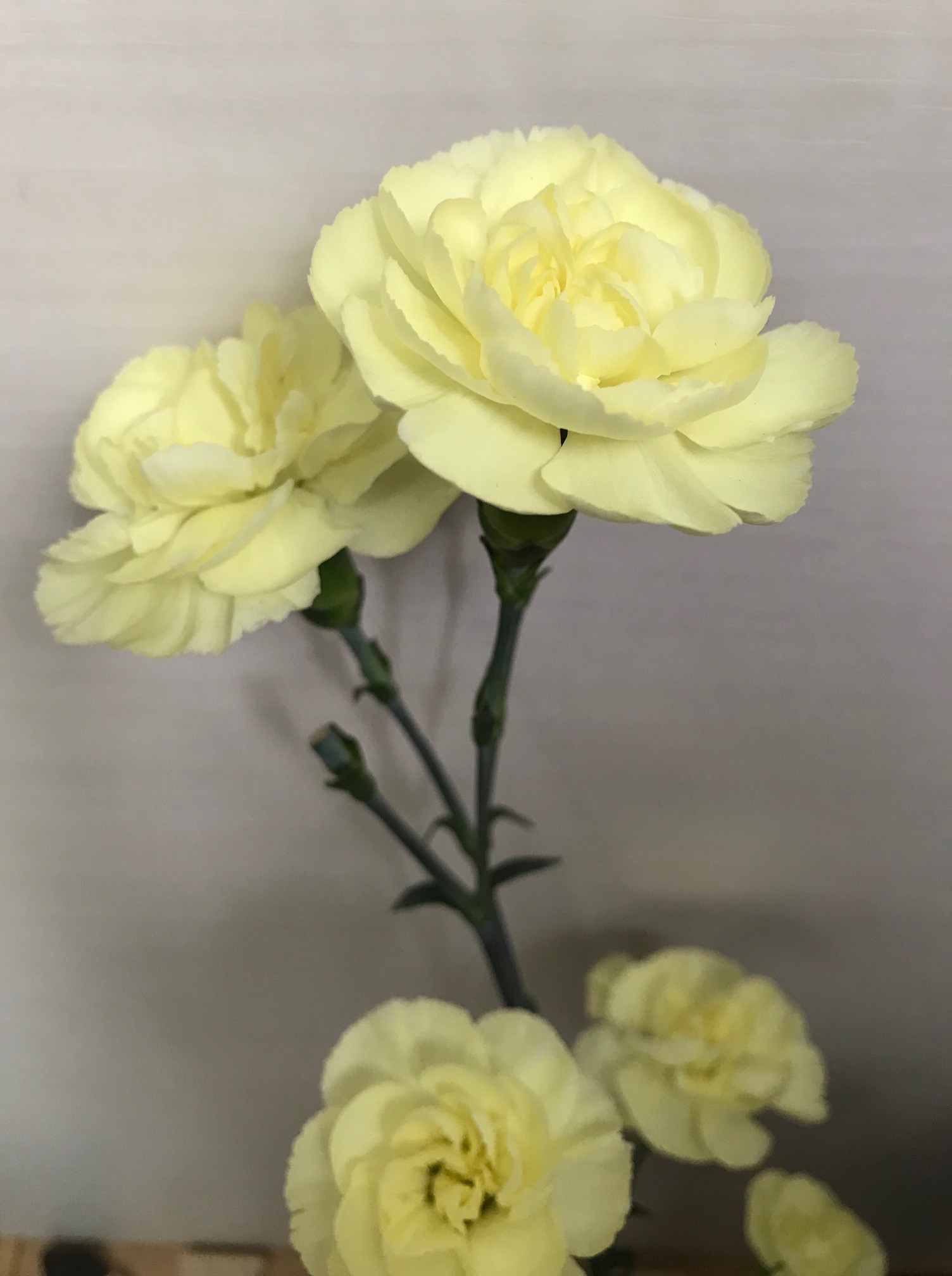 いきいきカーネーション